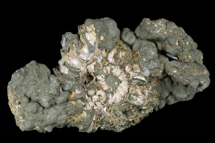 2.2" Iridescent, Pyritized Ammonite Fossil - Russia